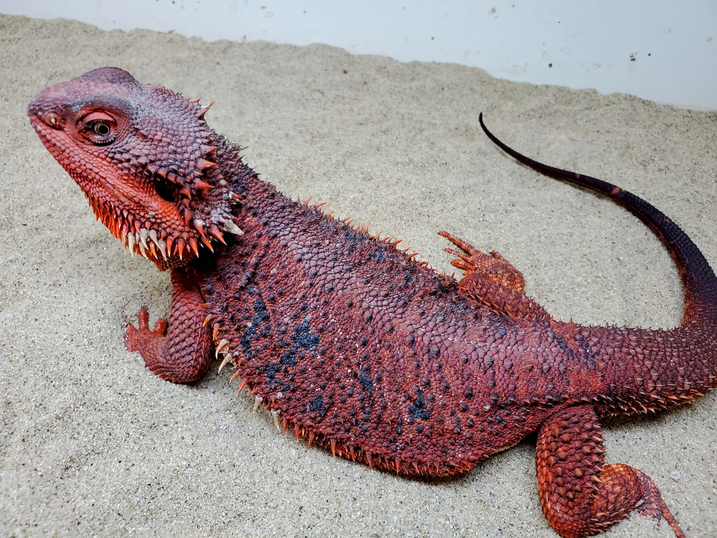 Fully Saturated Red Hypotrans 1/2 Red Monster Male - Image 3