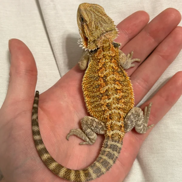 Citrus Het Hypo Trans Bearded Dragon