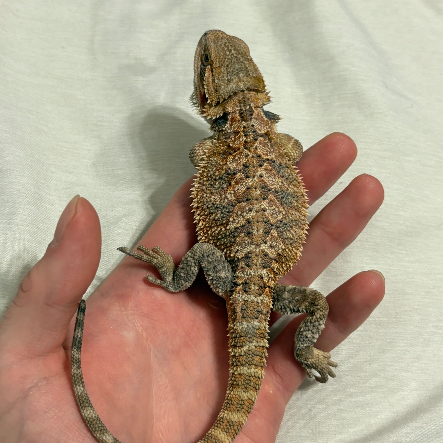 Citrus Het Hypo Trans Bearded Dragon