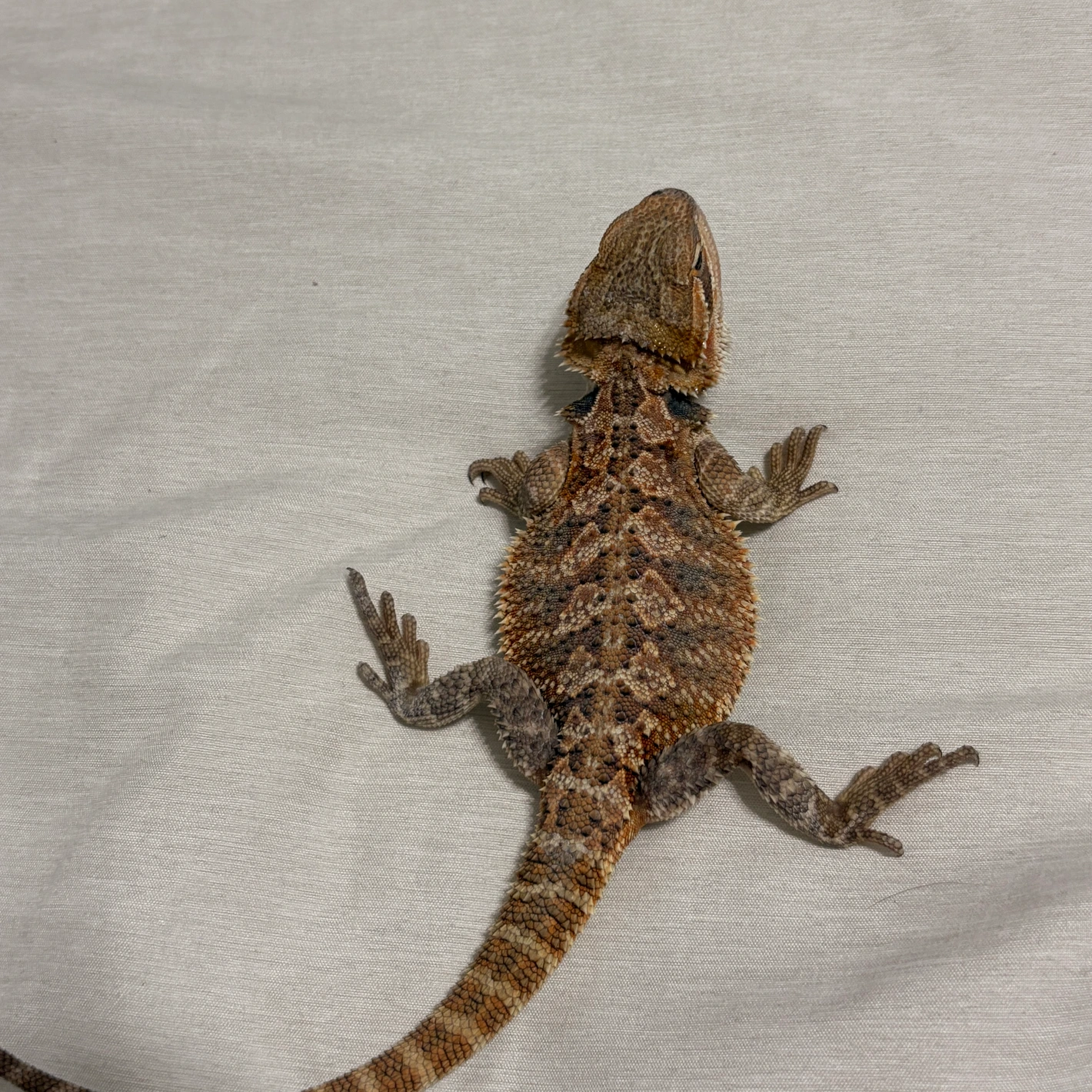 Citrus Het Hypo Trans Bearded Dragon - Image 2
