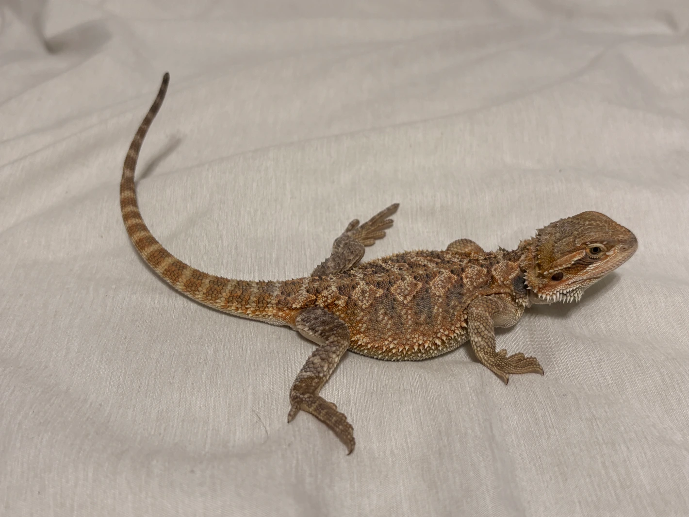 Citrus Het Hypo Trans Bearded Dragon - Image 3
