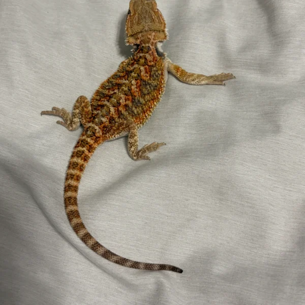 Citrus Het Hypo Trans Bearded Dragon