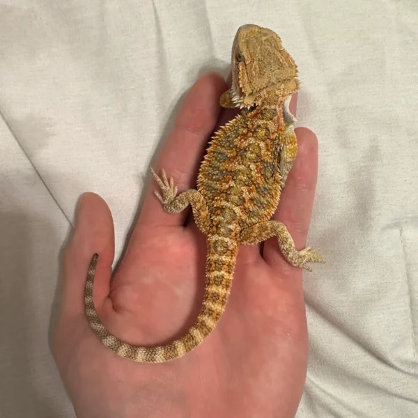 Citrus Het Hypo Trans Bearded Dragon
