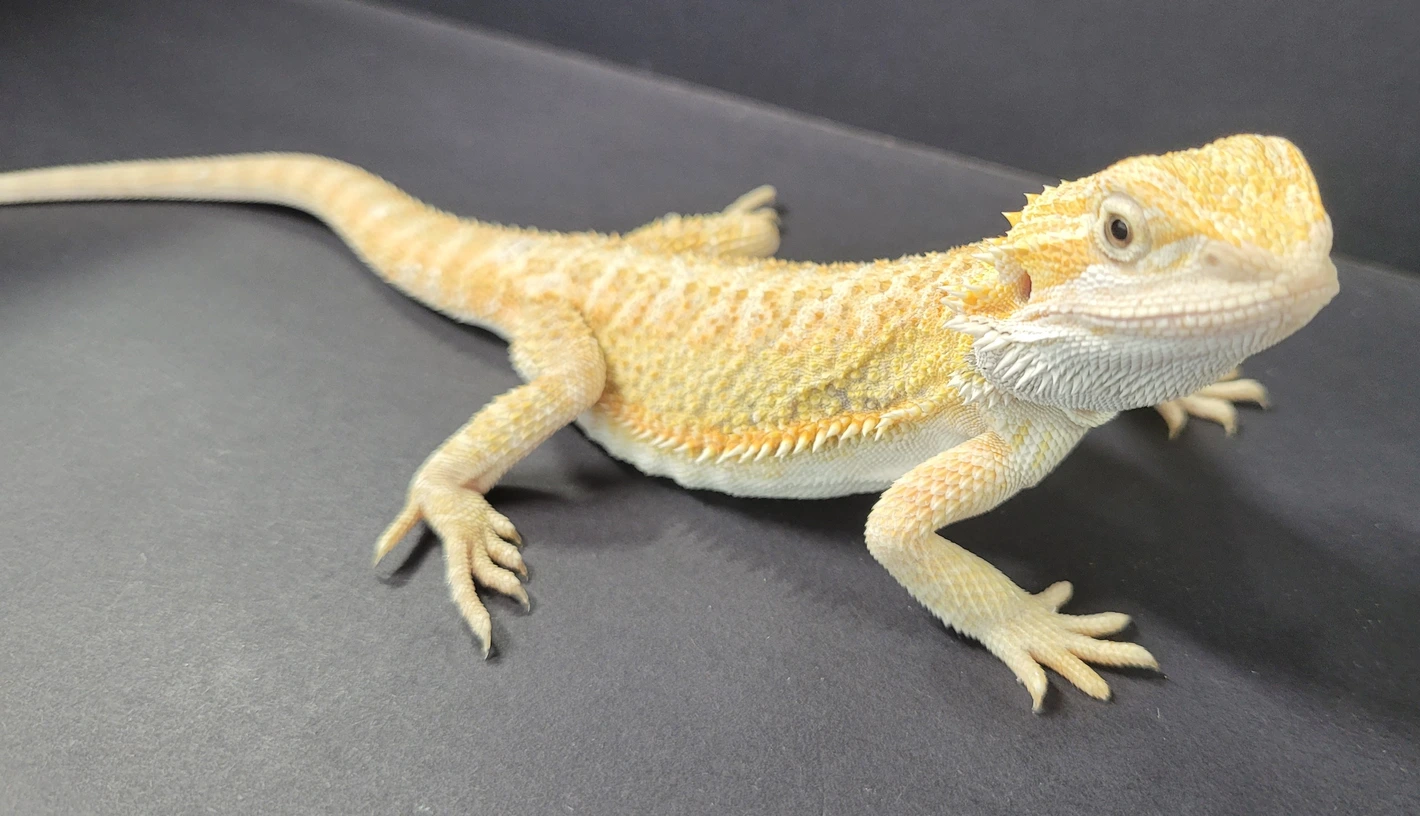 Hypo Citrus 50% Het Zero - Image 2