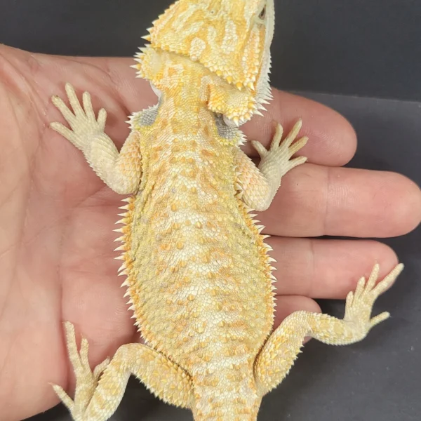 Hypo Citrus 50% Het Zero