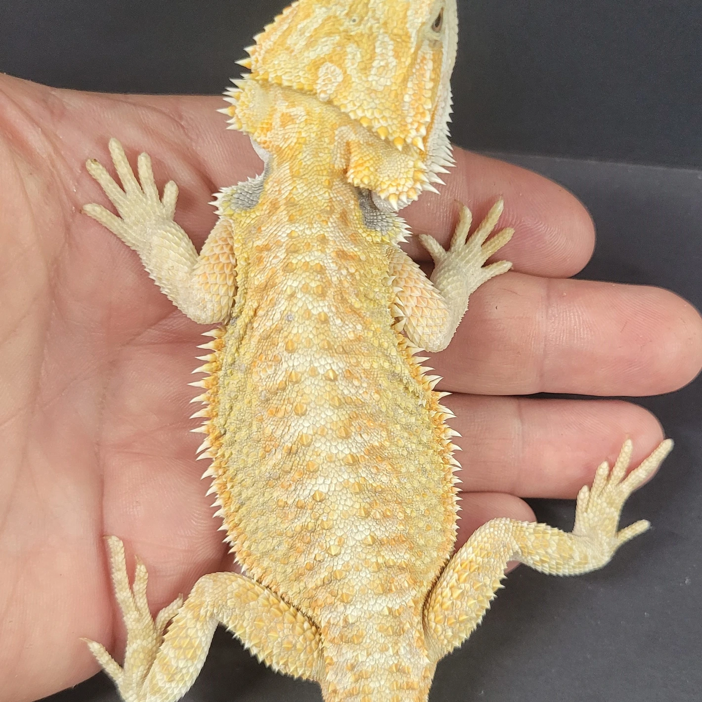 Hypo Citrus 50% Het Zero