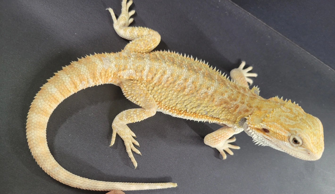 Hypo Citrus 50% Het Zero - Image 3