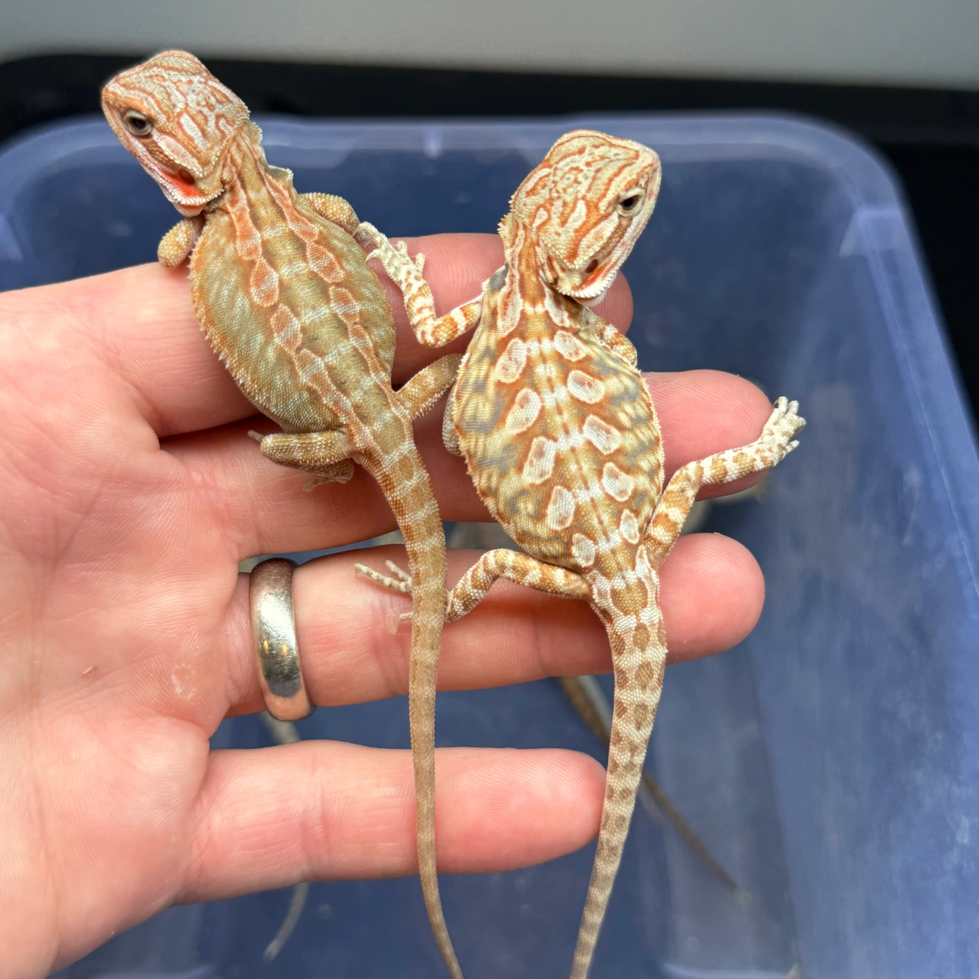 10 Dragon Wholesale Group - Image 2