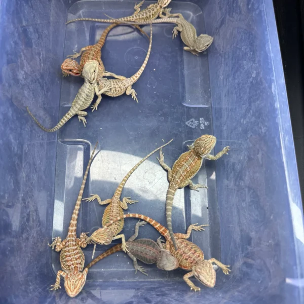 10 Dragon Wholesale Group