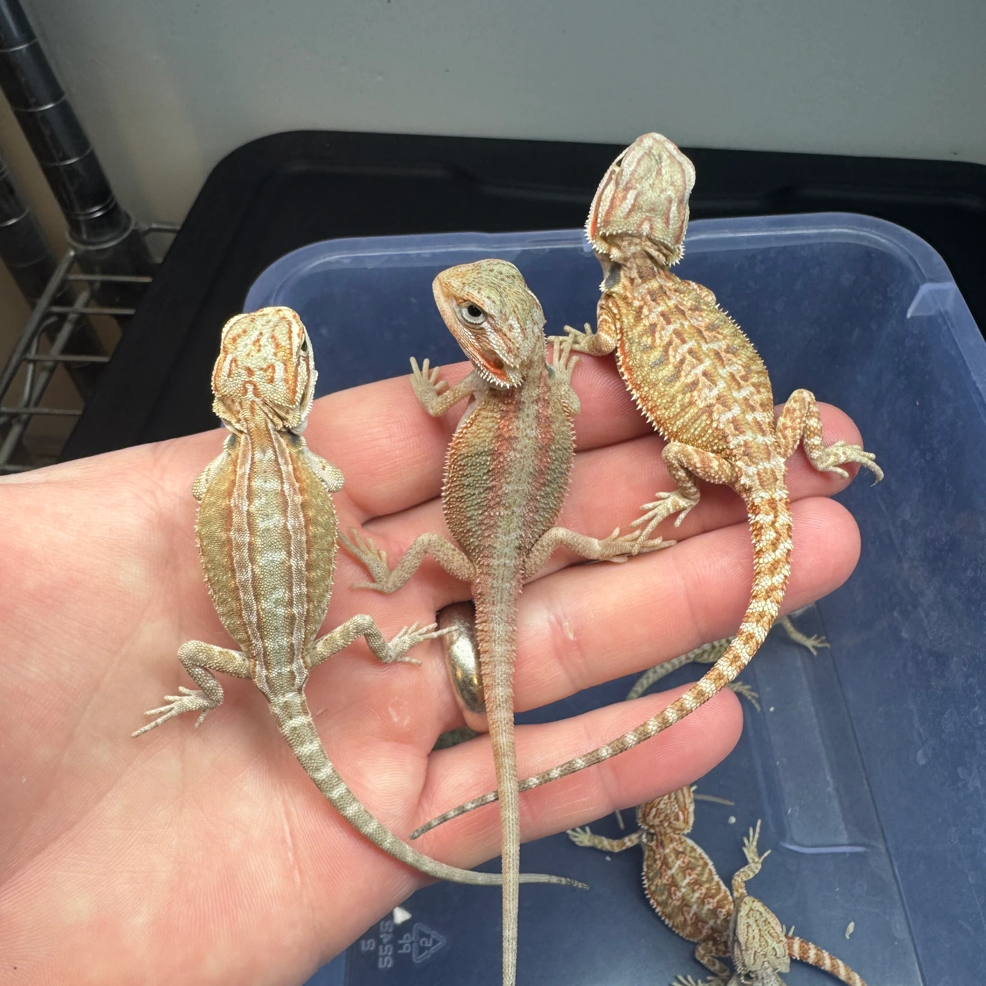 10 Dragon Wholesale Group - Image 2