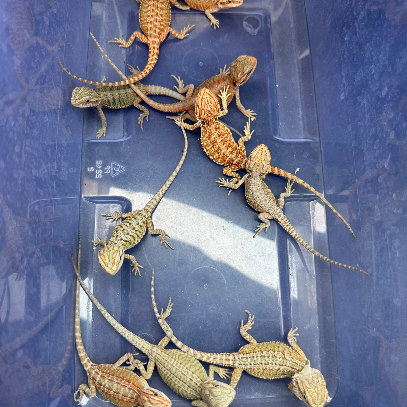 10 Dragon Wholesale Group