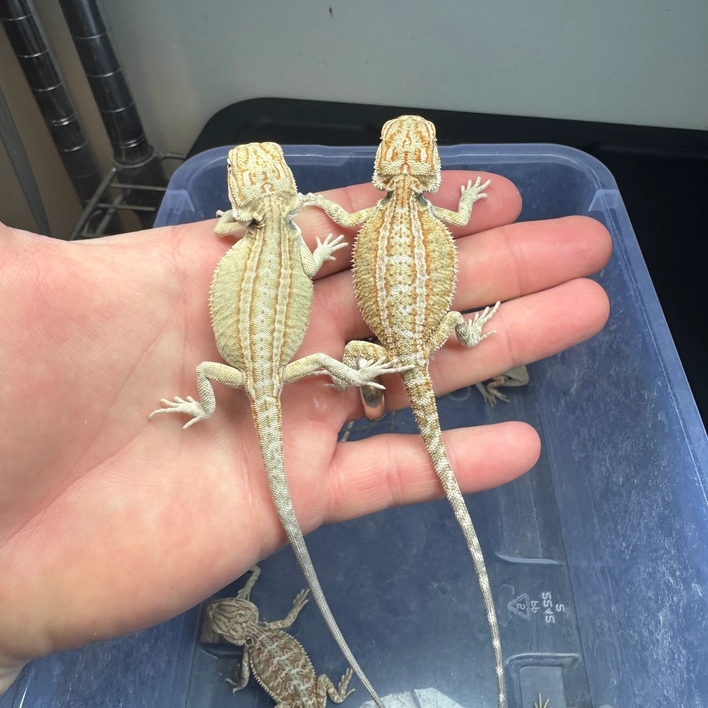 10 Dragon Wholesale Group - Image 2