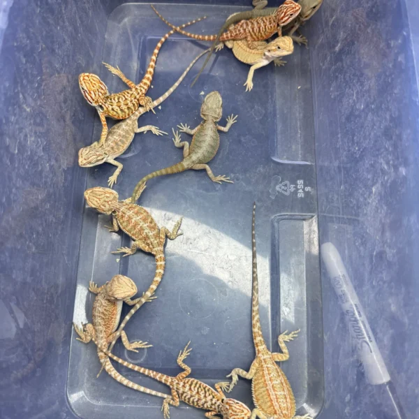 10 Dragon Wholesale Group