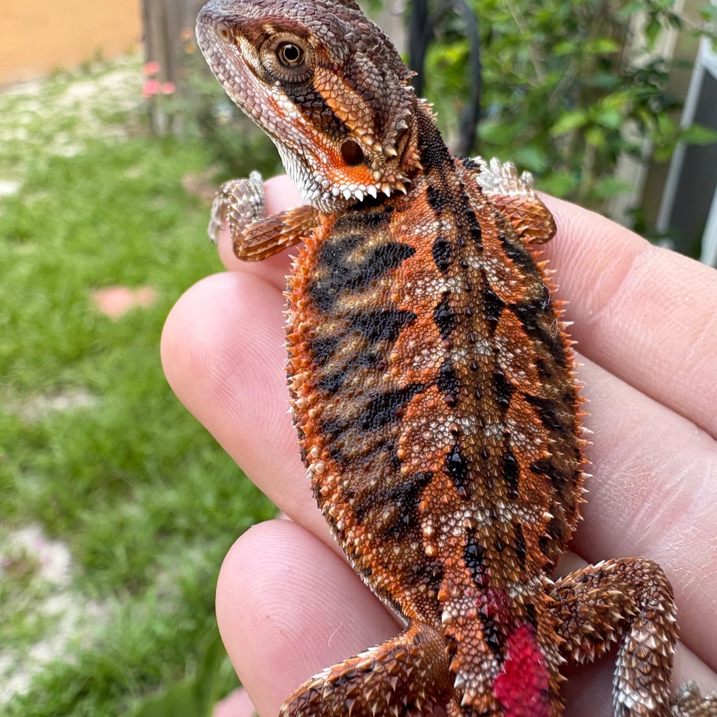 Female Red Het Hypo - Image 2