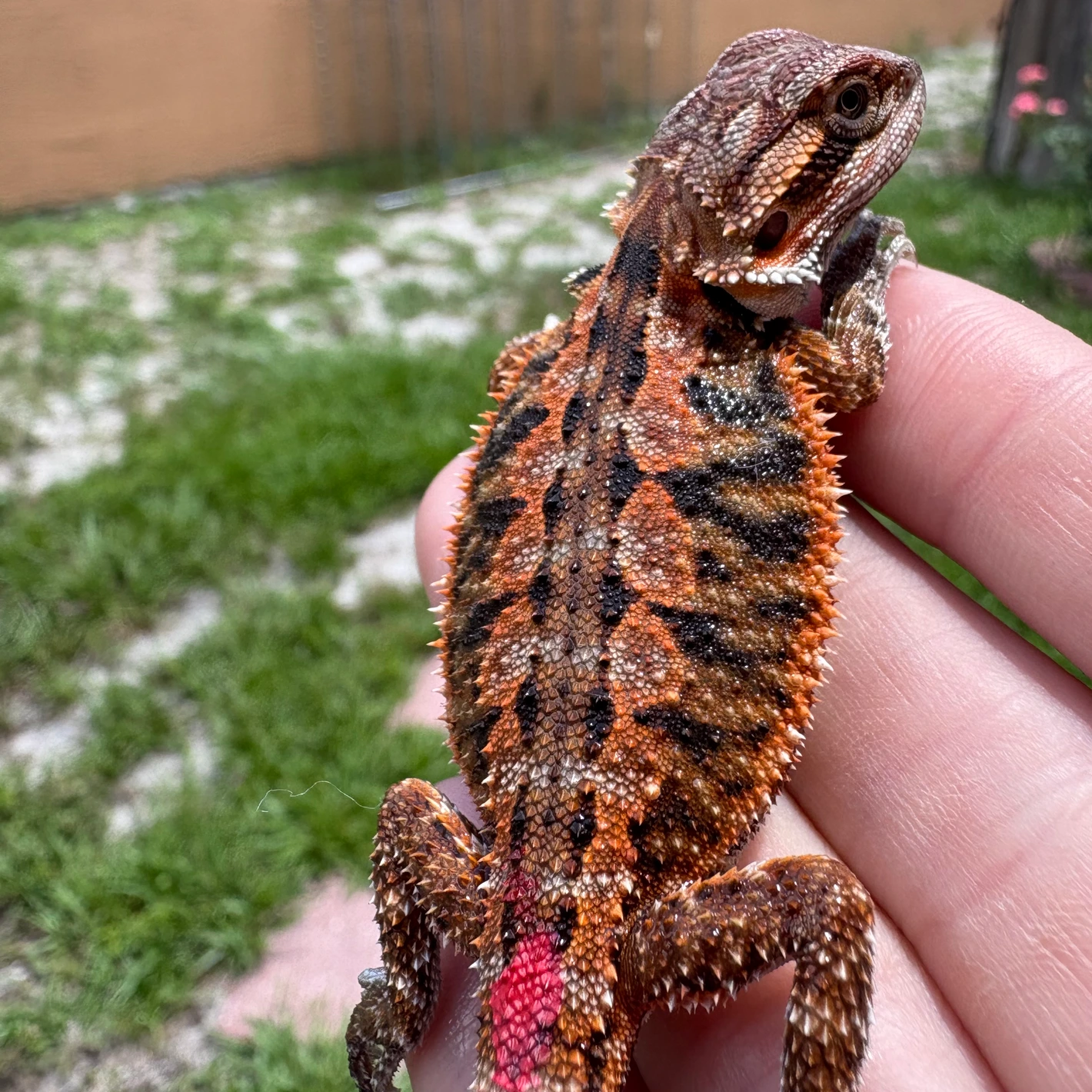 Female Red Het Hypo - Image 3