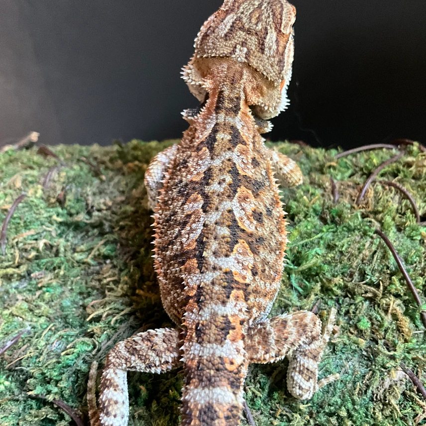 Hypo Het Trans - Image 2