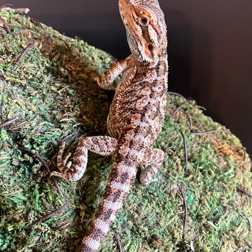 Hypo Het Trans - Image 3