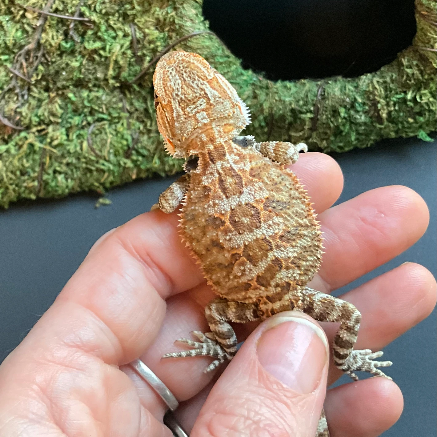 Hypo Het Trans - Image 2