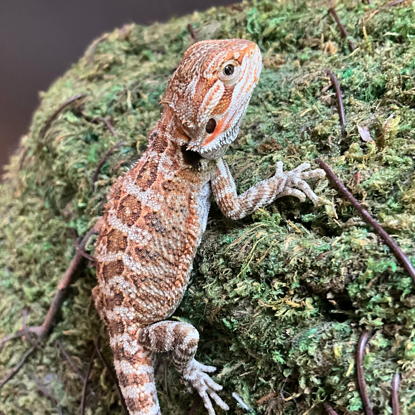 Hypo Het Trans - Image 3