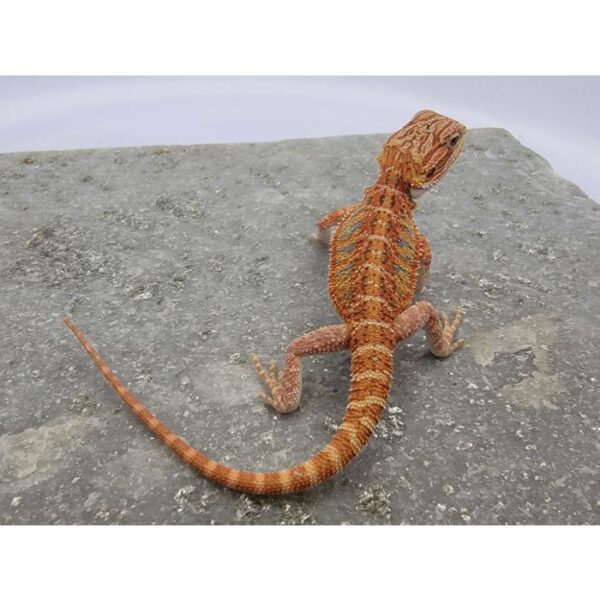 Male Hypo "Tiger" - Image 2