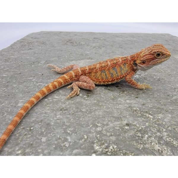 Male Hypo "Tiger" - Image 3