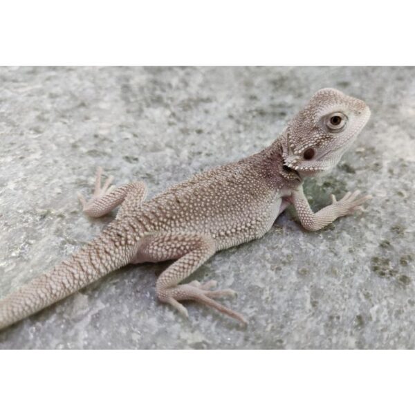 Male Zero 100% het Hypo 1/8 Barbata Hybrid