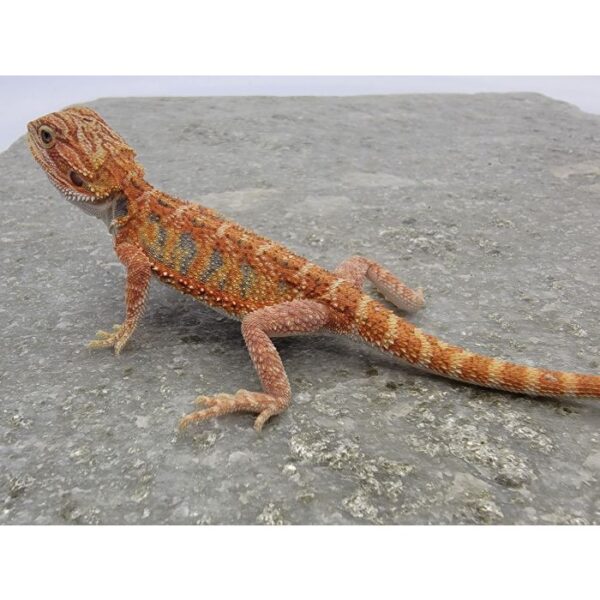 Male Hypo "Tiger"
