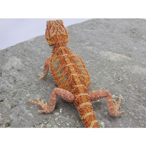 Male Hypo "Tiger" - Image 4