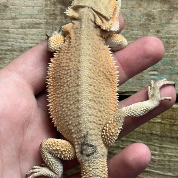 Hypo Witblits Female Bearded Dragon