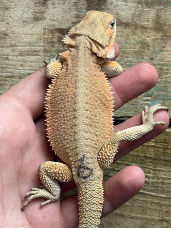 Hypo Witblits Female Bearded Dragon