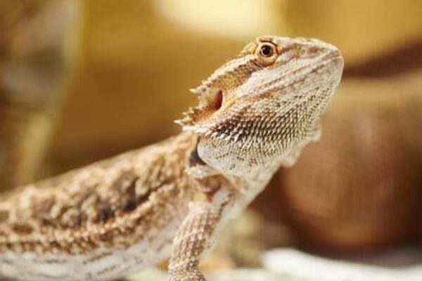 Normal Bearded Dragons