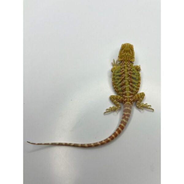 Female Yellow Hypo Leather - Image 3