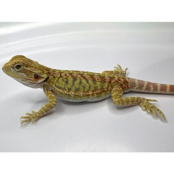 Female Yellow Hypo Leather - Image 2