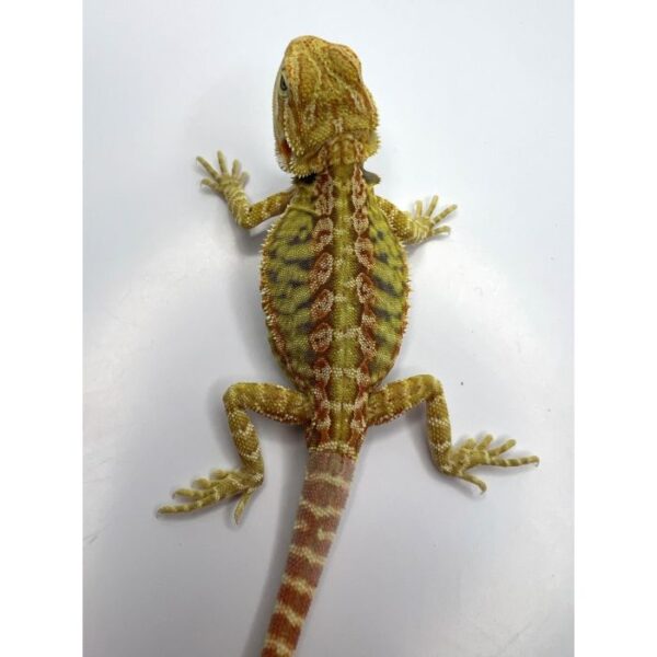 Female Yellow Hypo Leather - Image 5