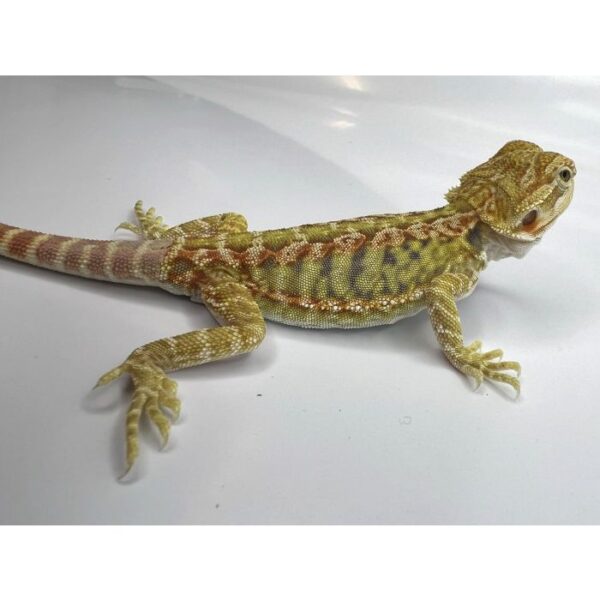 Female Yellow Hypo Leather