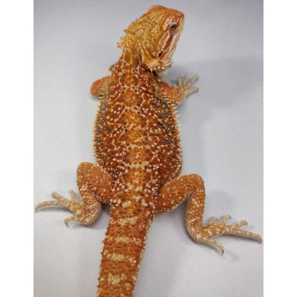 Female Dunner 50% pos het Hypo 66% pos het Trans - Image 2