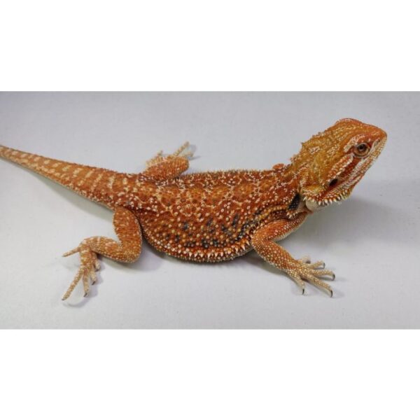 Female Dunner 50% pos het Hypo 66% pos het Trans