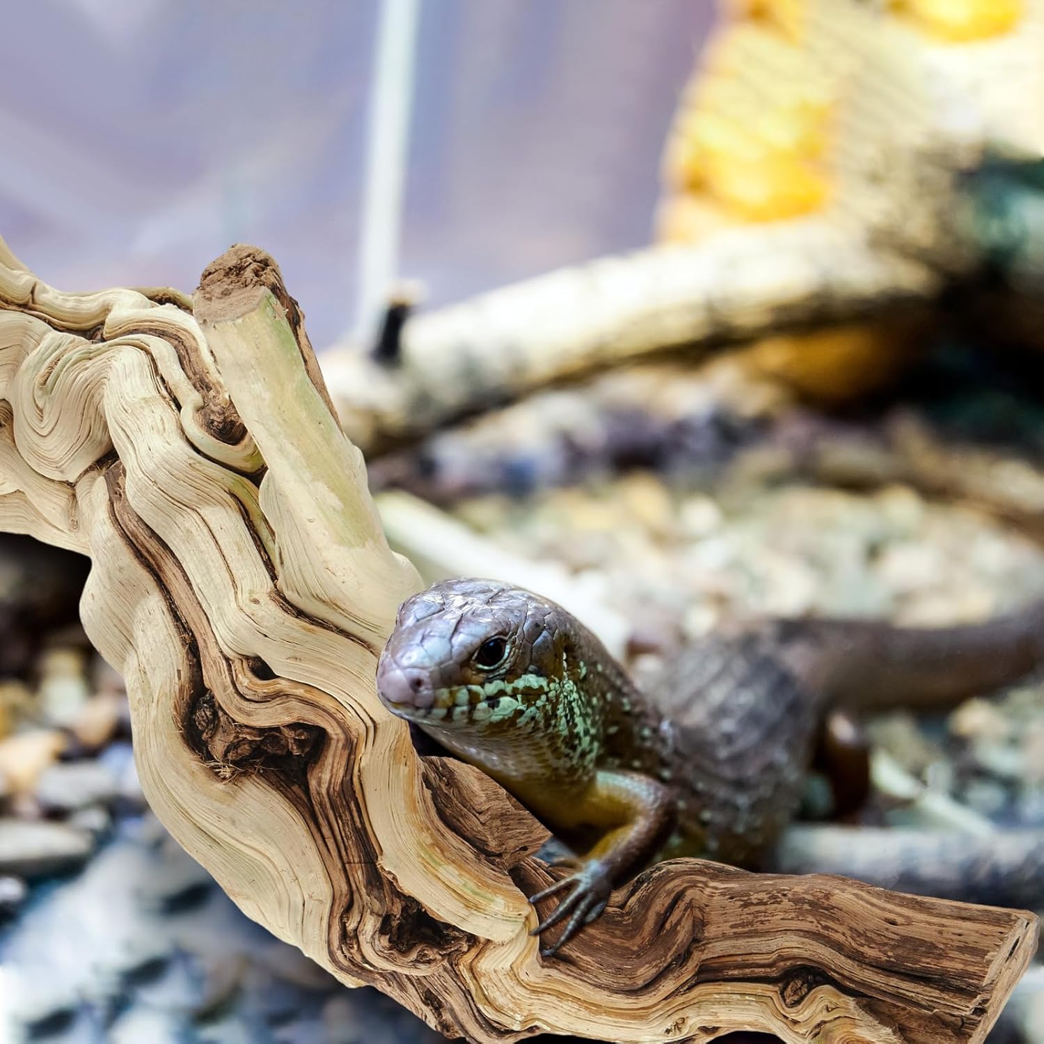 Large wood Bearded Dragon Climbing Habitat - Image 4