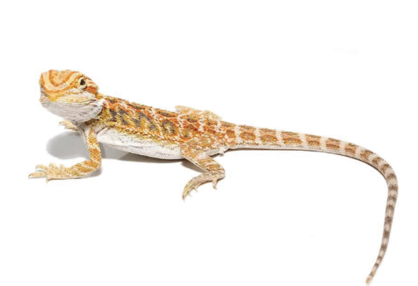 Inferno Bearded Dragon