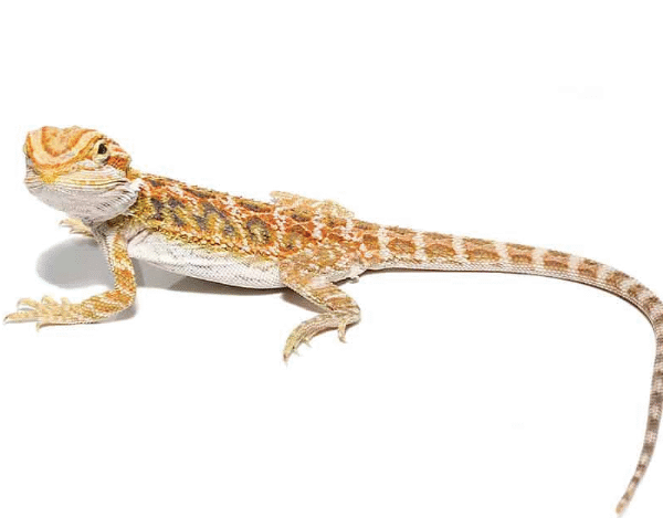 Inferno Bearded Dragon