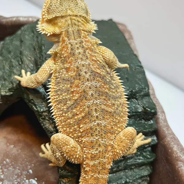 Citrus Bearded Dragons