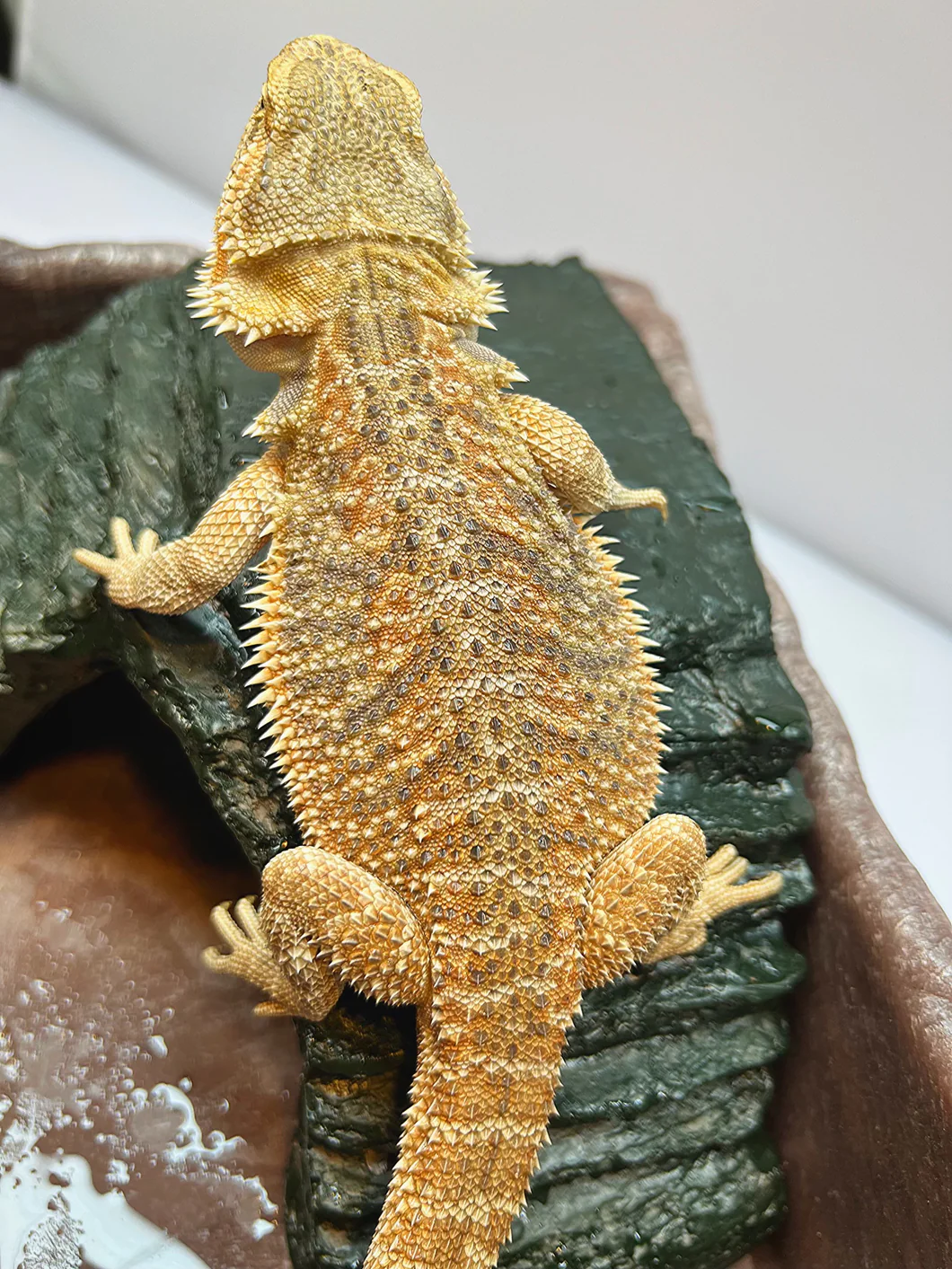 Citrus Bearded Dragons