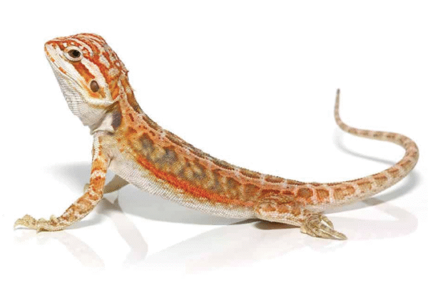Dunner Bearded Dragons