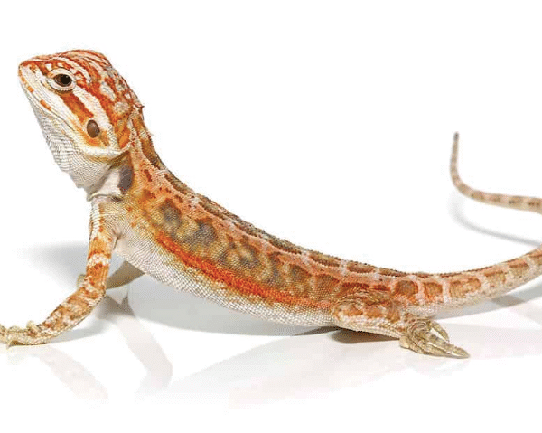 Dunner Bearded Dragons