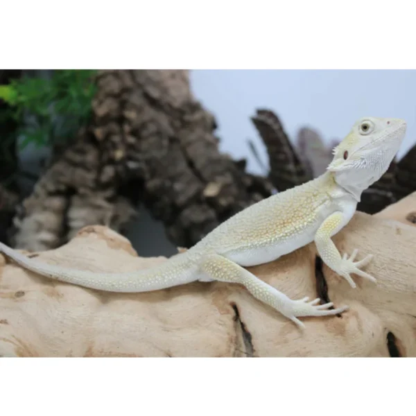 Hypo Witblits Male Bearded Dragon