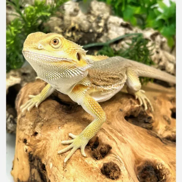 Hypo Witblits Male Bearded Dragon