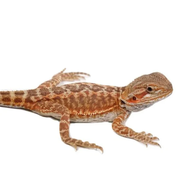 Red Hypo Leatherback Fire Male Bearded Dragon