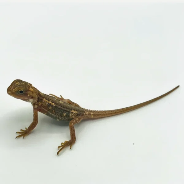 Translucent Pied Bearded Dragons - Image 4