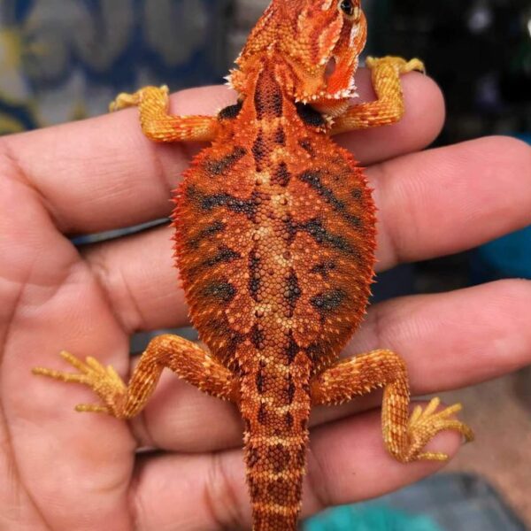 Red Leatherback Bearded Dragons
