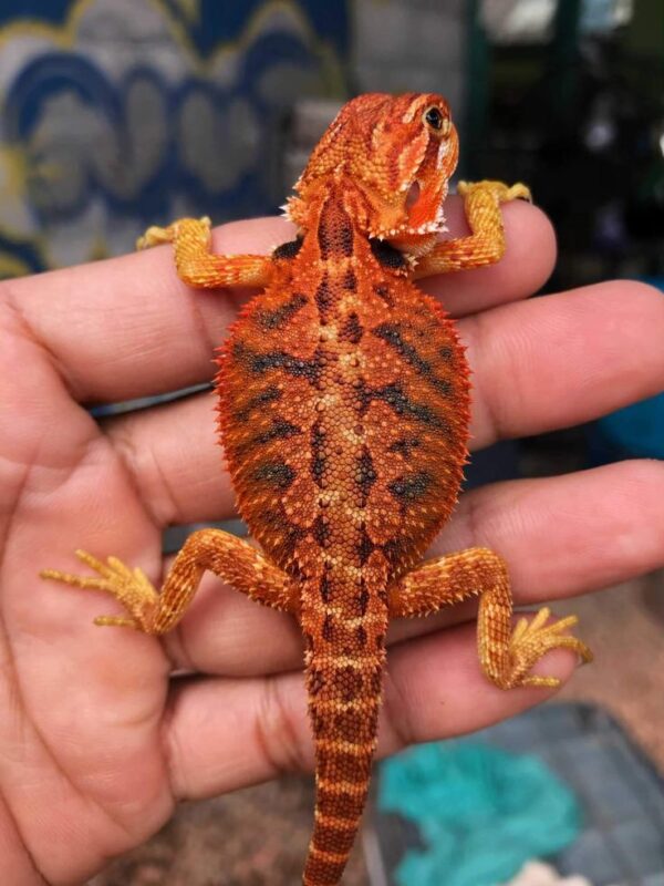 Red Leatherback Bearded Dragons